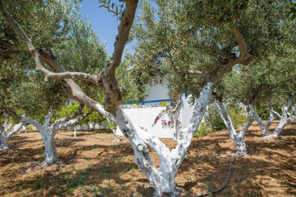 Διαμέρισμα με θέα στον Κήπο